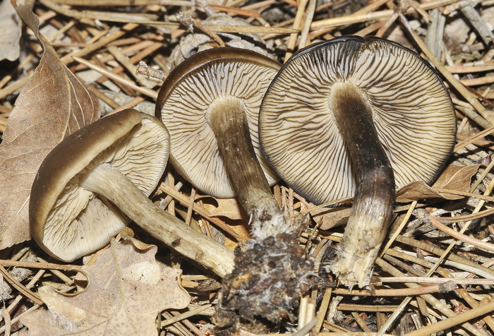 Lyophyllum sp.